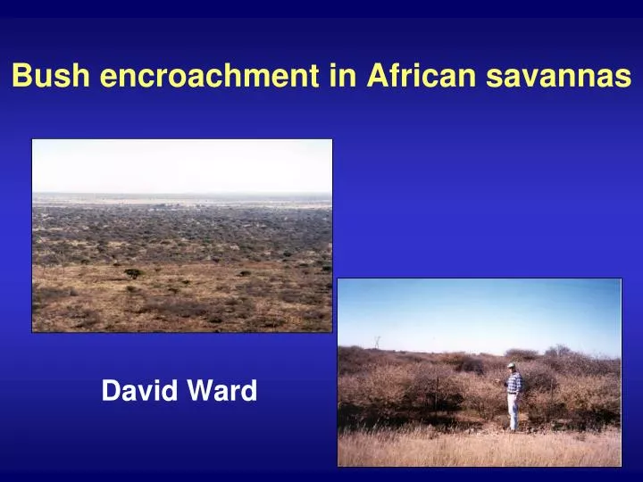 bush encroachment in african savannas