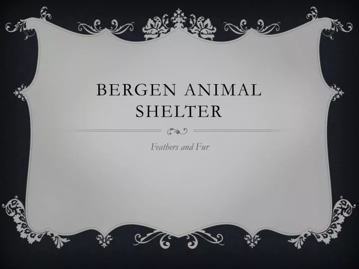 bergen animal shelter