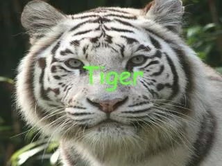 Tiger