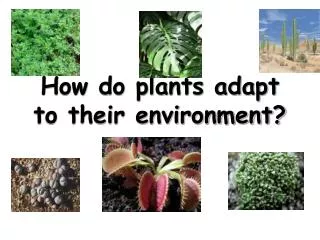 How do plants adapt to their environment?