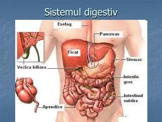sistemul digestiv