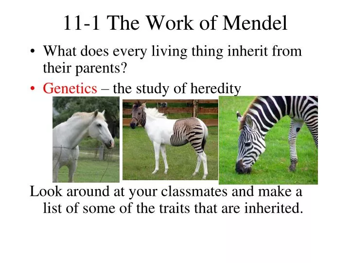 11 1 the work of mendel