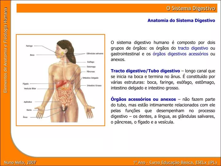 Abdomen  Anatomia do corpo humano, Sistema digestivo, Anatomia e  fisiologia humana
