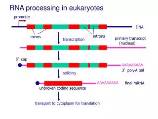 RNA processing in eukaryotes