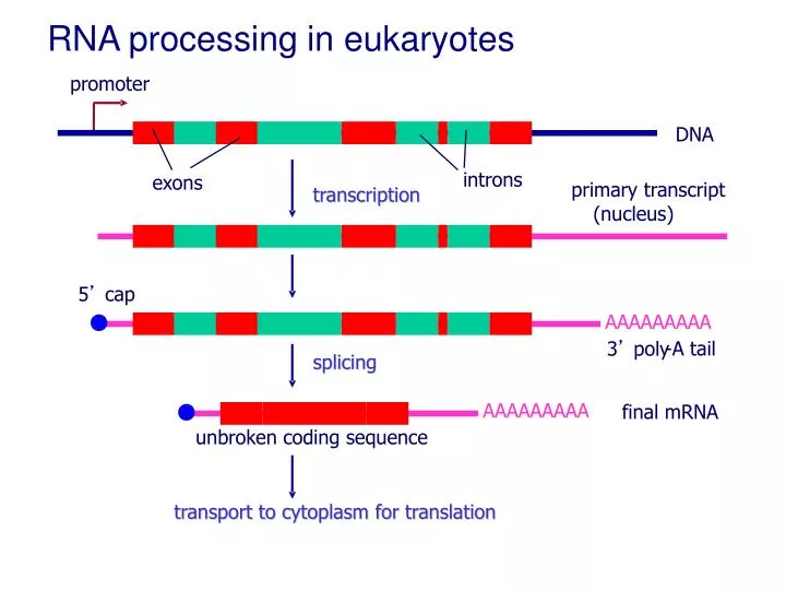 rna processing in eukaryotes