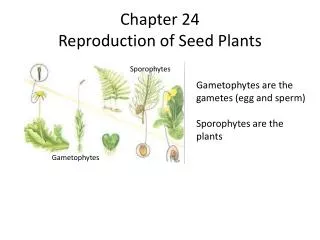 Chapter 24 Reproduction of Seed Plants