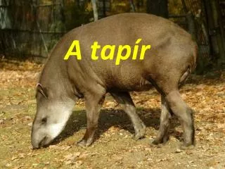 a tap r
