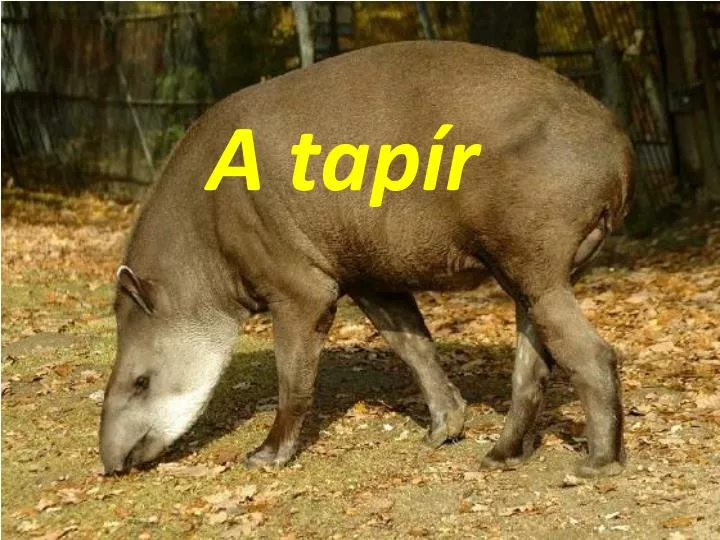a tap r