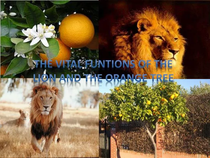 the vital funtions of the lion and the orange tree