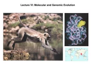 Lecture VI: Molecular and Genomic Evolution
