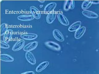 enterobius vermicularis enterobiasis oxiuriasis pidulle