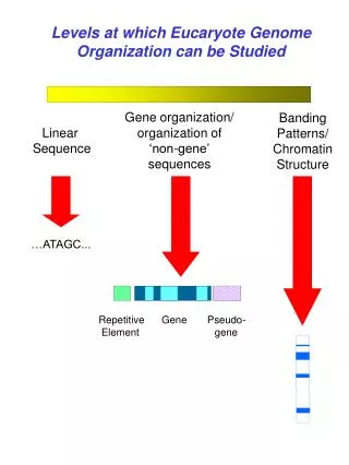 Levels at which Eucaryote Genome Organization can be Studied