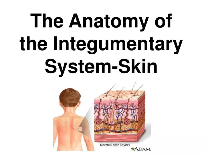 the anatomy of the integumentary system skin
