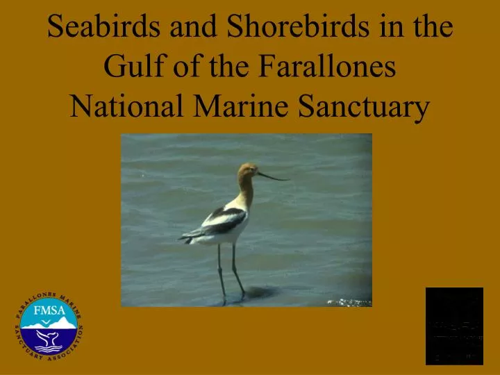 seabirds and shorebirds in the gulf of the farallones national marine sanctuary