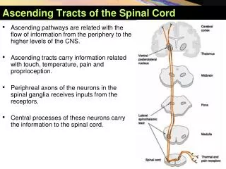Ascending Tracts of the Spinal Cord