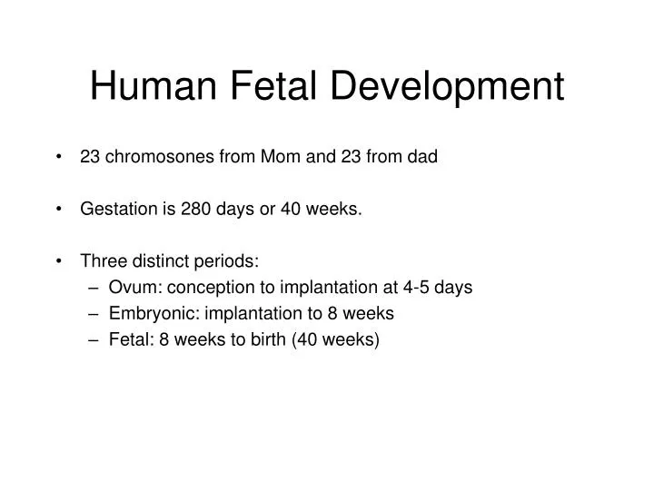 human fetal development