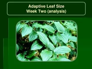 Adaptive Leaf Size Week Two (analysis)