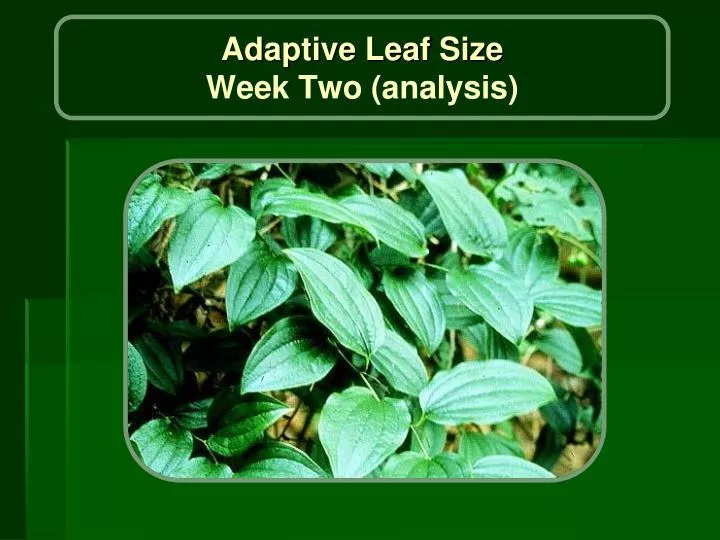 adaptive leaf size week two analysis