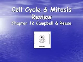 Cell Cycle &amp; Mitosis Review Chapter 12 Campbell &amp; Reese