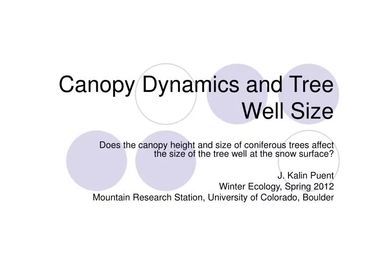 canopy dynamics and tree well size