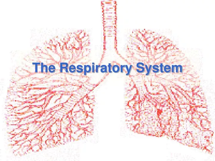 the respiratory system