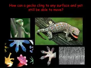 How can a gecko cling to any surface and yet still be able to move?