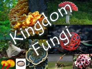 Kingdom Fungi