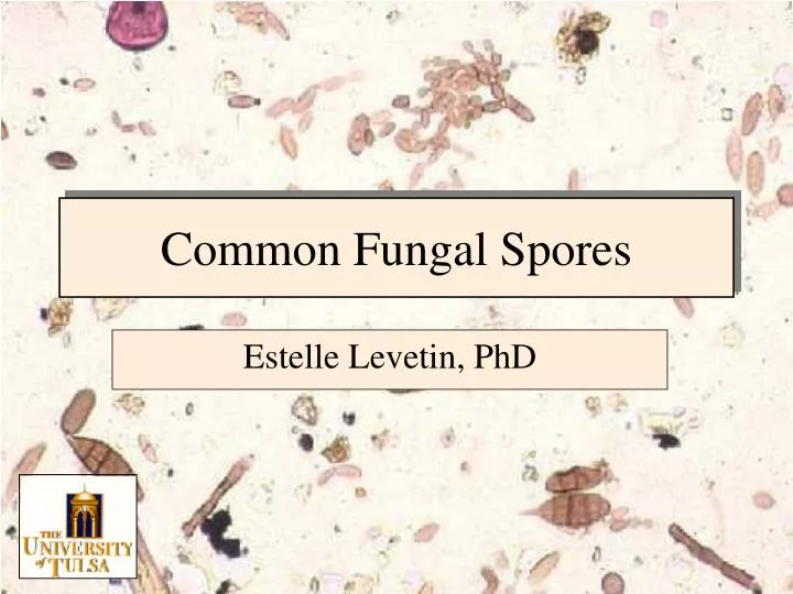 common fungal spores