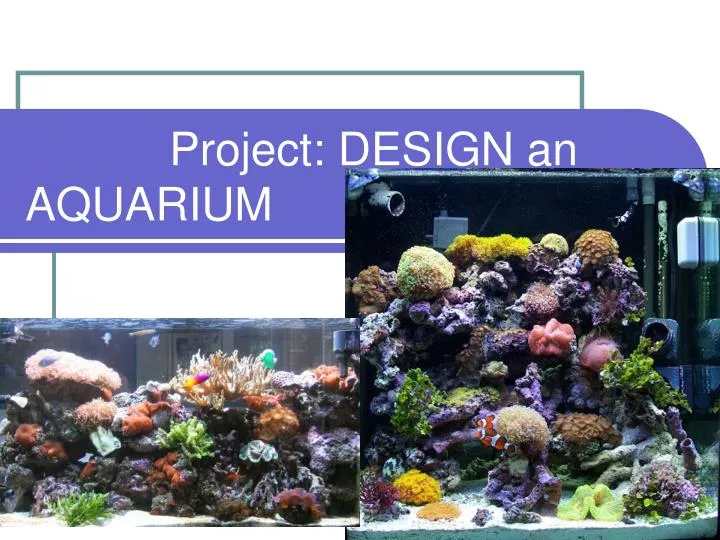 project design an aquarium