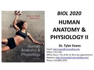 HUMAN ANATOMY &amp; PHYSIOLOGY II