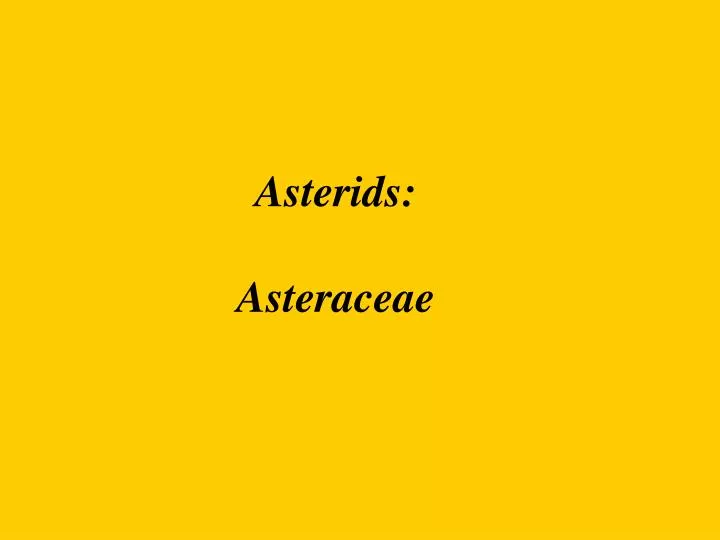 asterids asteraceae