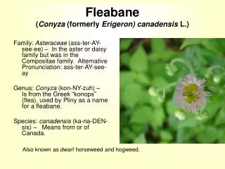 Fleabane ( Conyza (formerly Erigeron) canadensis L.)
