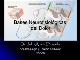 bases neurofisiol gicas del dolor