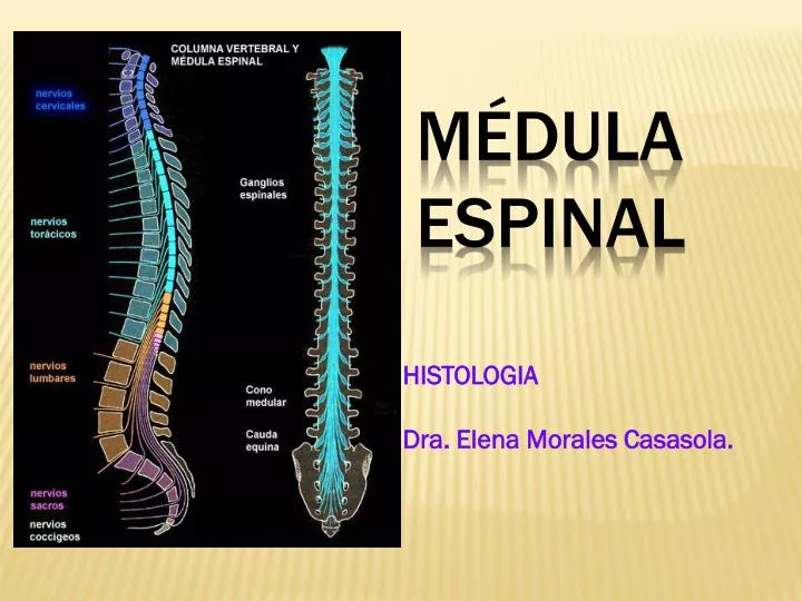 histologia dra elena morales casasola