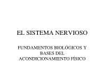 EL SISTEMA NERVIOSO - slide 1