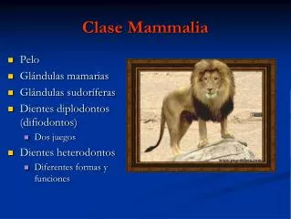 clase mammalia