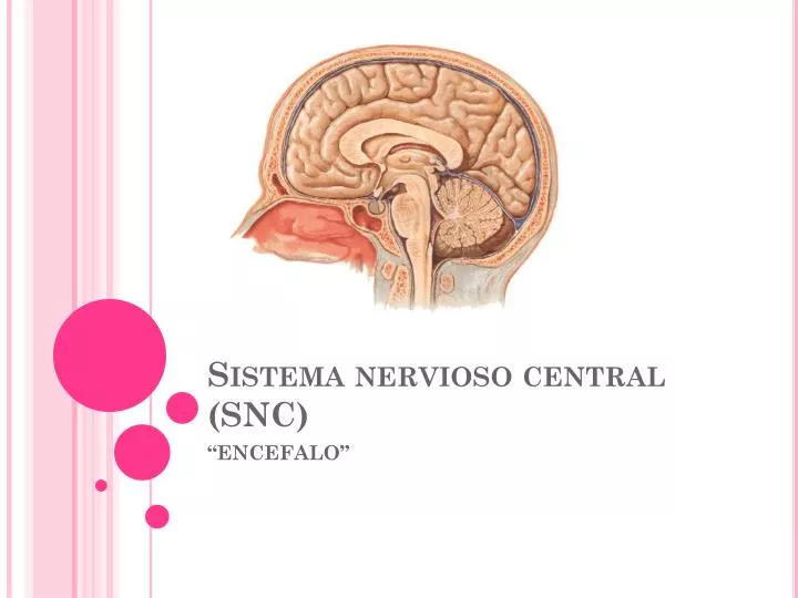 sistema nervioso central snc