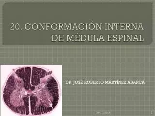 20 conformaci n interna de m dula espinal
