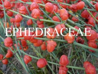 ephedraceae