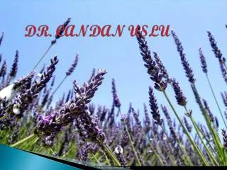 dr candan uslu