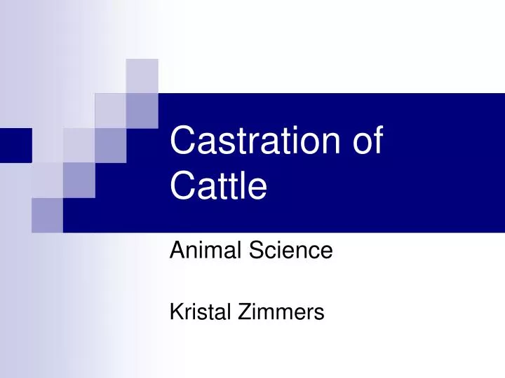 castration of cattle