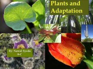 Plants and Adaptation