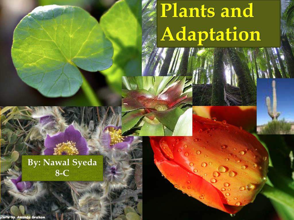 PPT - Plants and Adaptation PowerPoint Presentation, free download - ID ...