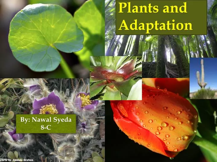 plants and adaptation