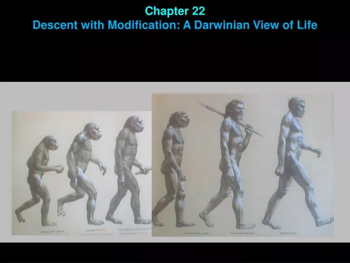 chapter 22 descent with modification a darwinian view of life