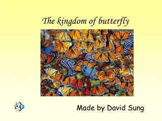 The kingdom of butterfly