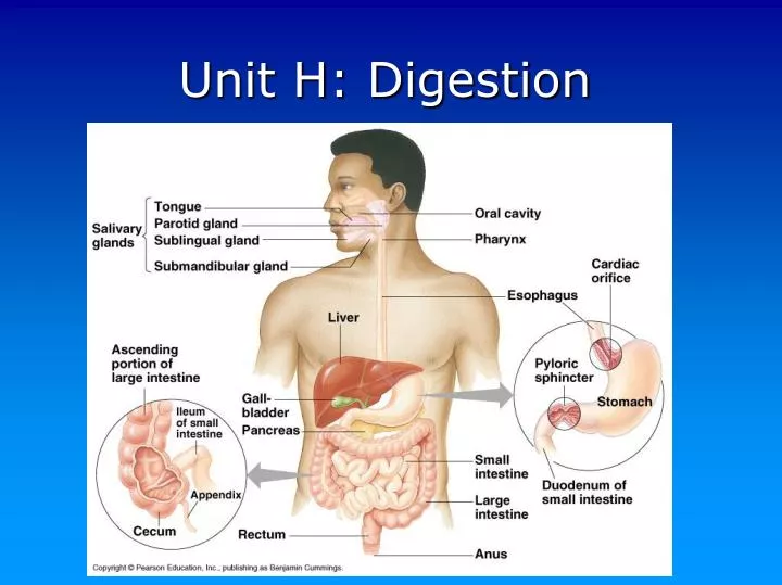 unit h digestion