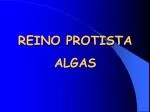 REINO PROTISTA ALGAS - slide 1