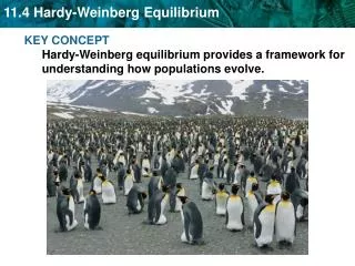 Hardy-Weinberg equilibrium describes populations that are not evolving.