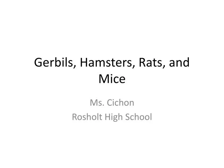 gerbils hamsters rats and mice